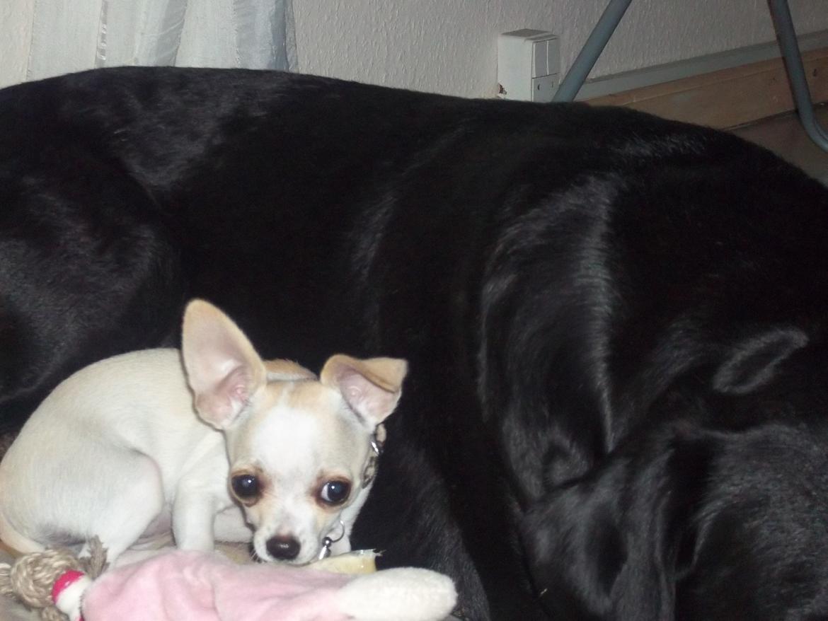 Chihuahua stinky (tøssen) billede 2