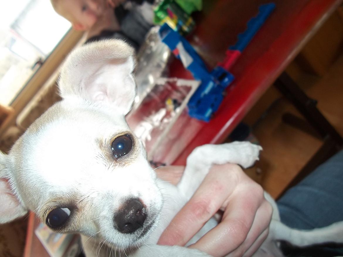 Chihuahua stinky (tøssen) billede 3