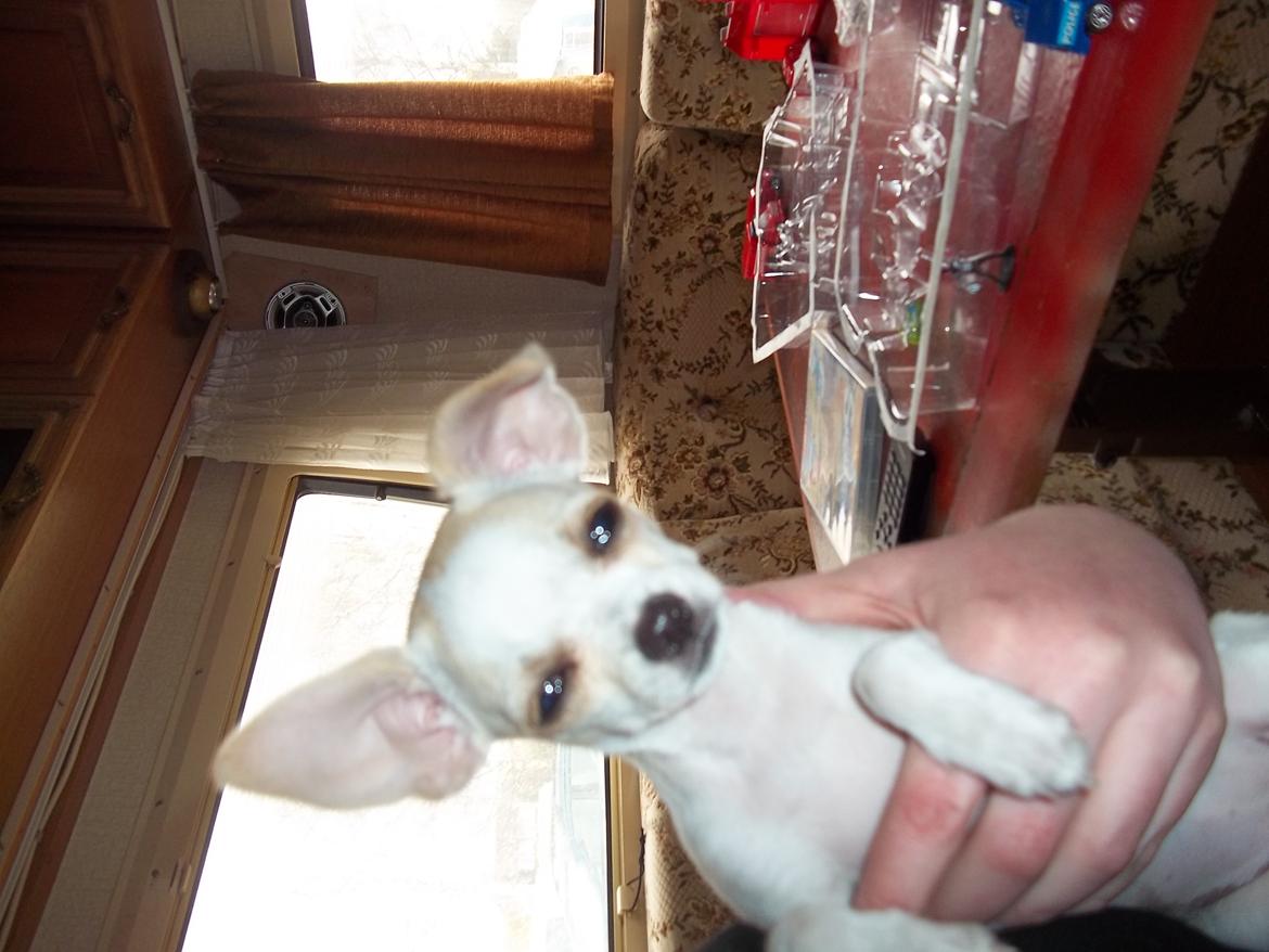 Chihuahua stinky (tøssen) billede 4