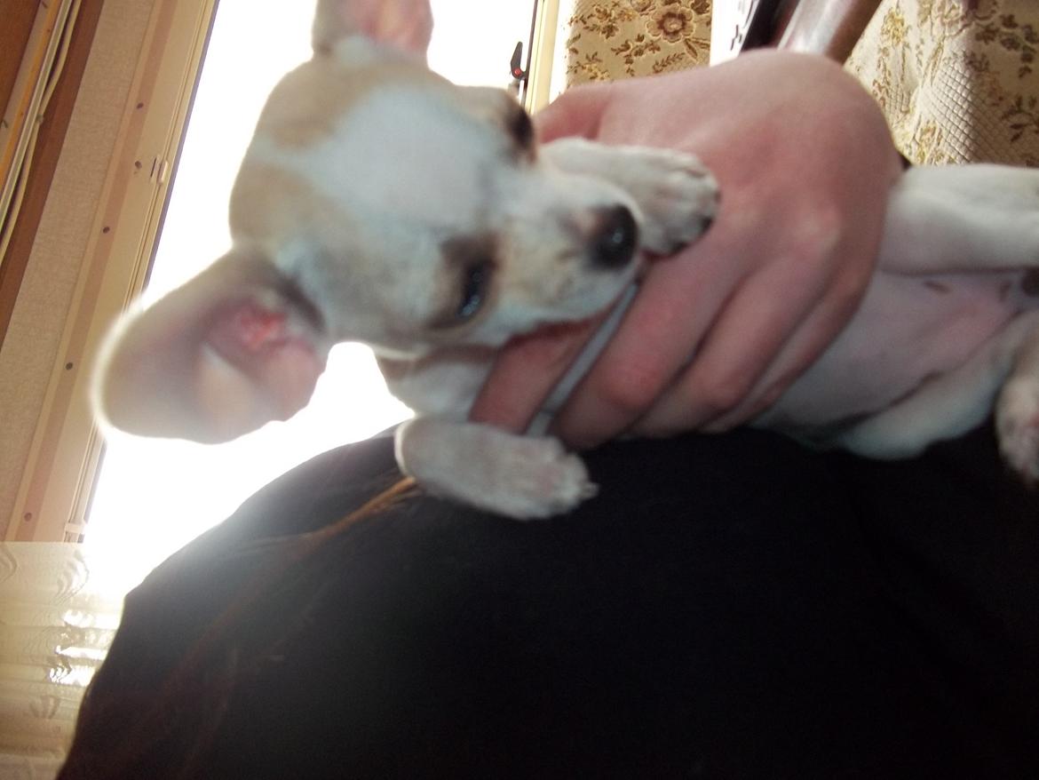 Chihuahua stinky (tøssen) billede 5