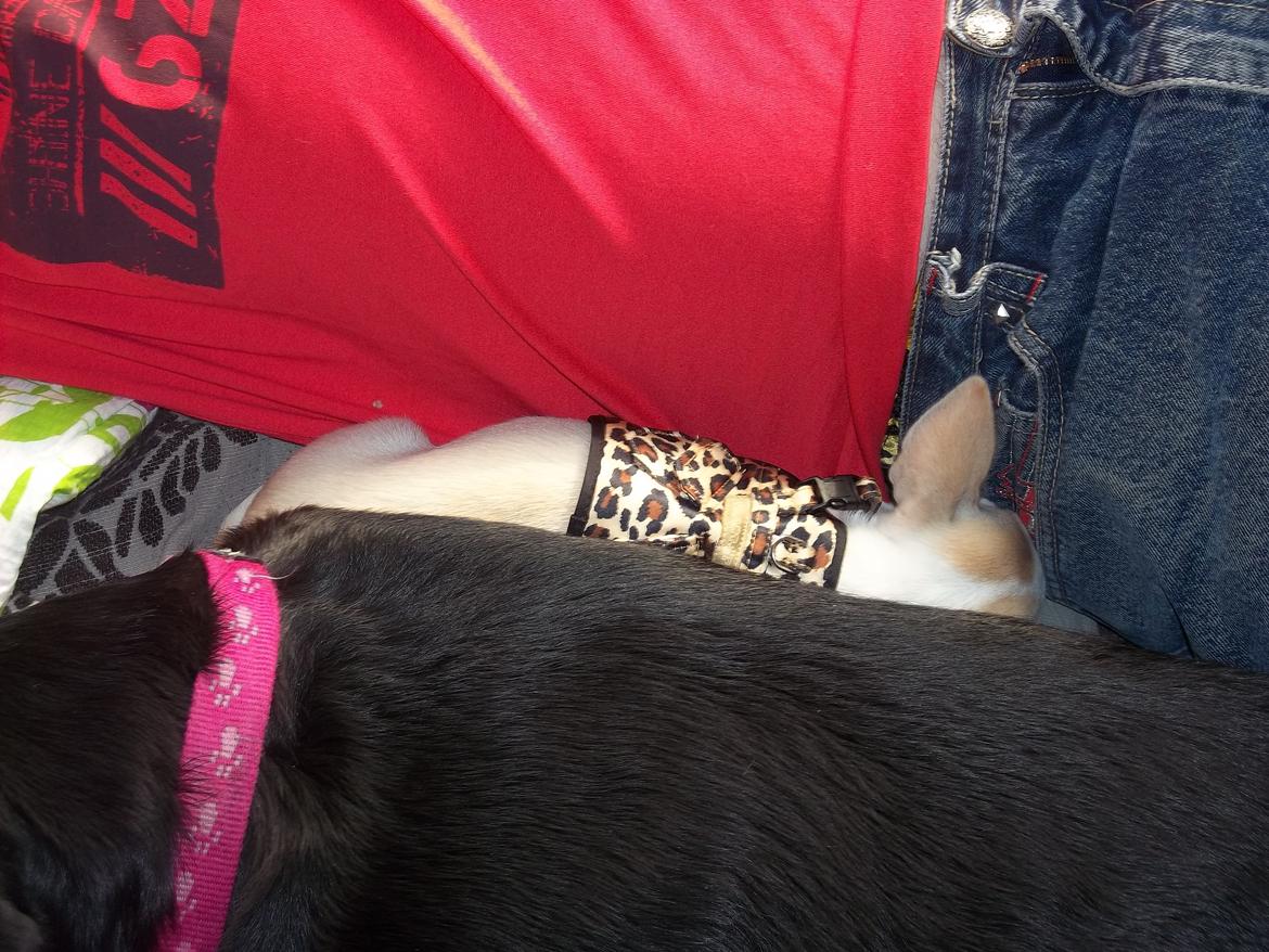 Chihuahua stinky (tøssen) billede 6