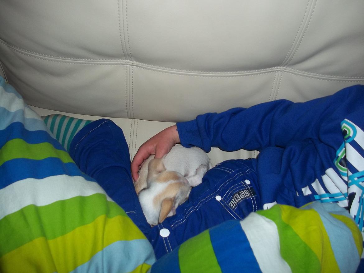 Chihuahua stinky (tøssen) billede 7