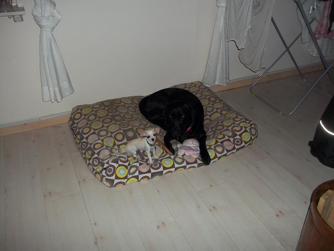 Chihuahua stinky (tøssen) billede 8