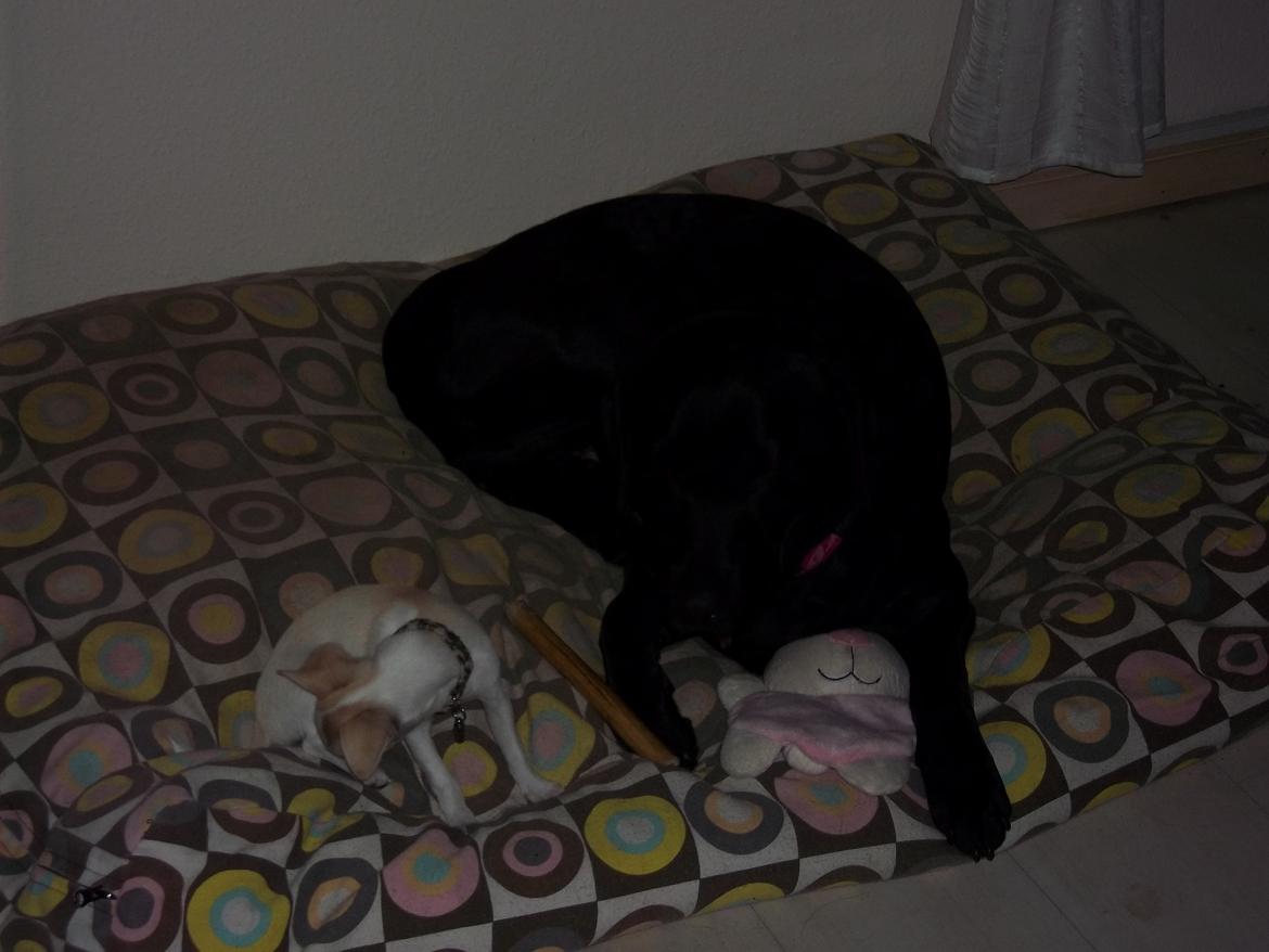 Chihuahua stinky (tøssen) billede 9