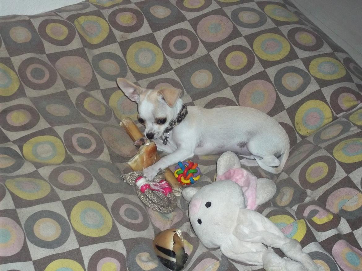 Chihuahua stinky (tøssen) billede 10