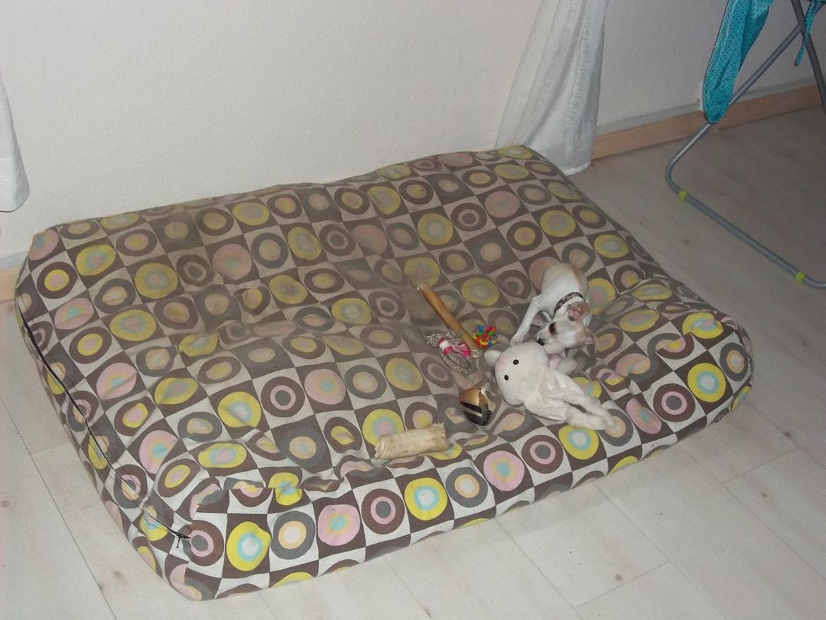 Chihuahua stinky (tøssen) billede 11