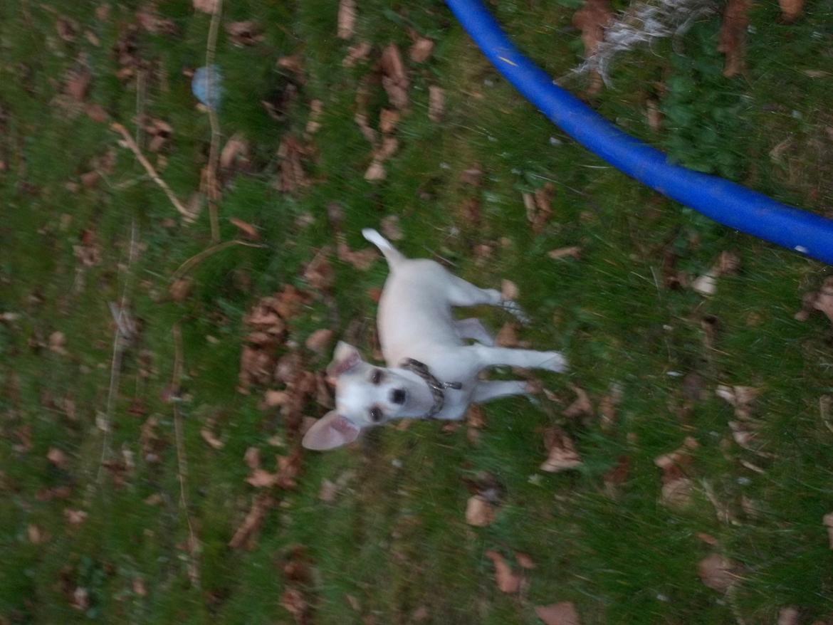 Chihuahua stinky (tøssen) billede 12