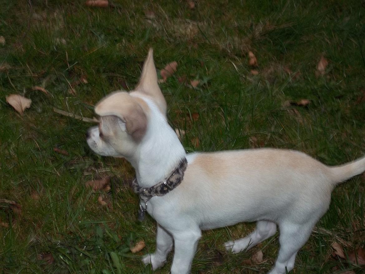 Chihuahua stinky (tøssen) billede 13