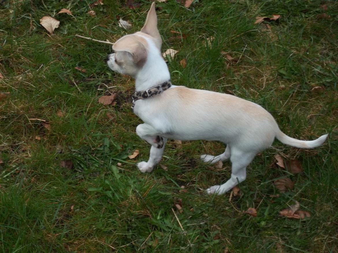 Chihuahua stinky (tøssen) billede 14