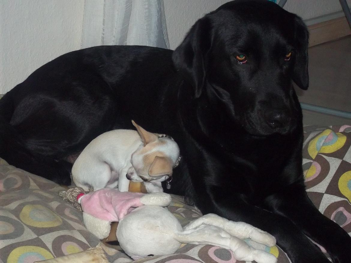 Chihuahua stinky (tøssen) billede 16