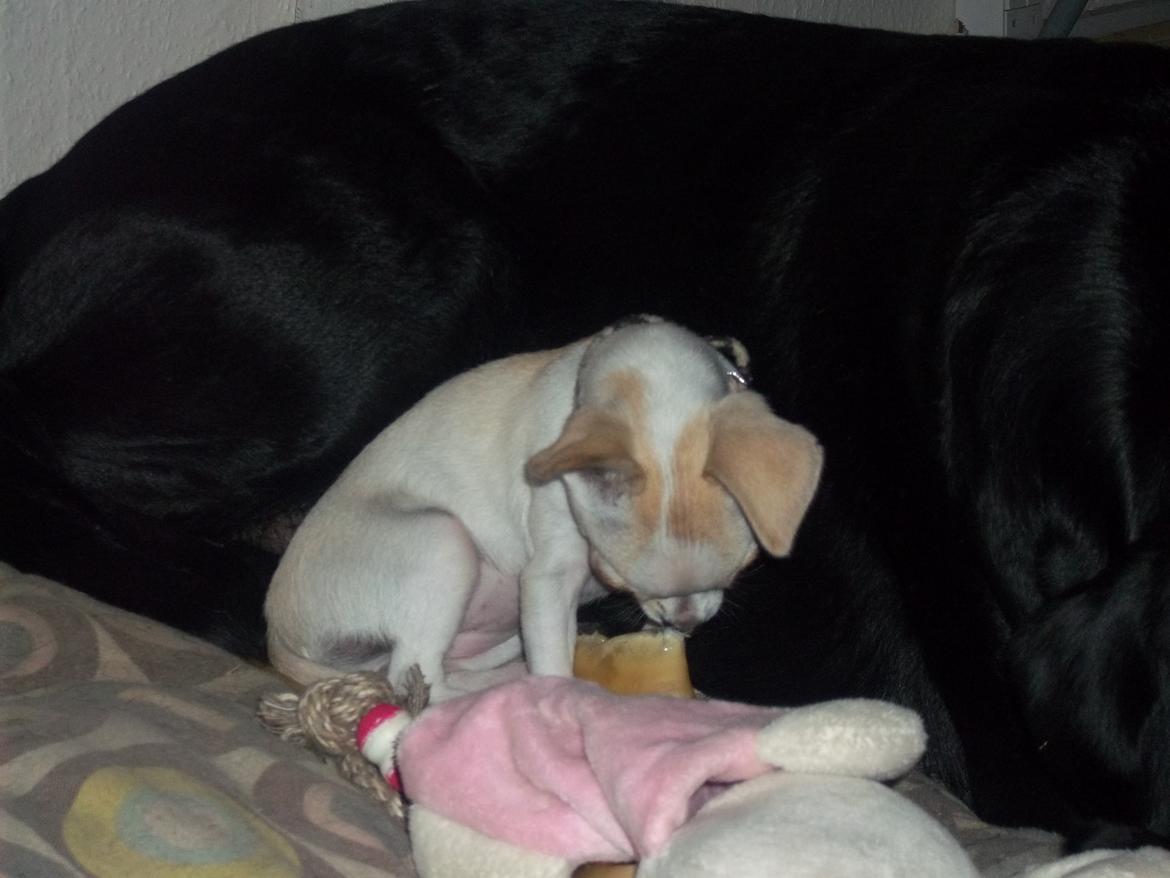 Chihuahua stinky (tøssen) billede 17