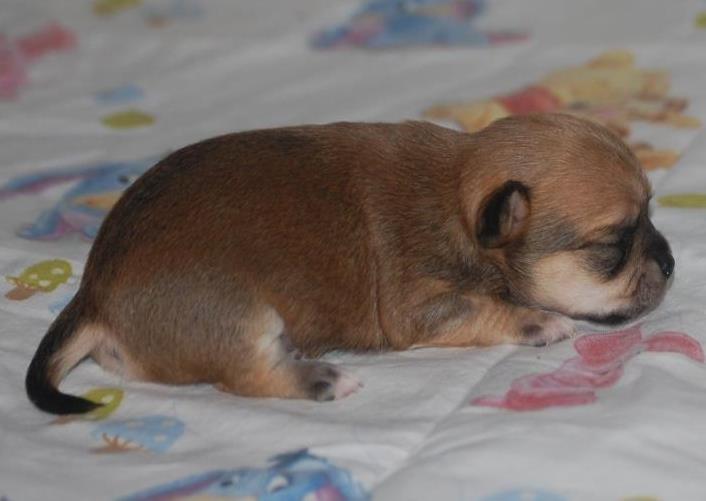 Chihuahua Chihuanas Flush of Hearts - Momo - 13/3 2012 Foto: Kennel Chihuana billede 35