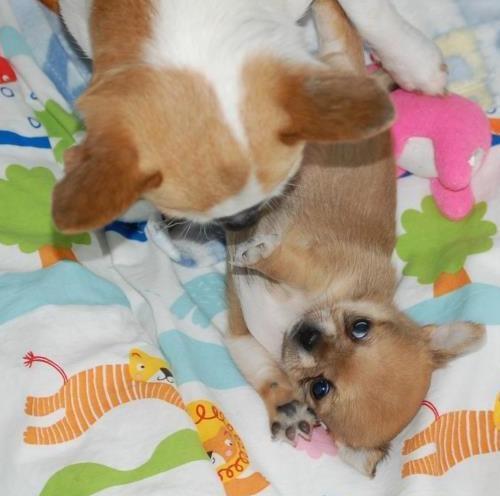 Chihuahua Chihuanas Flush of Hearts - Momo - Momo leger med far :) 31/3 2012 Foto: Kennel Chihuana billede 29