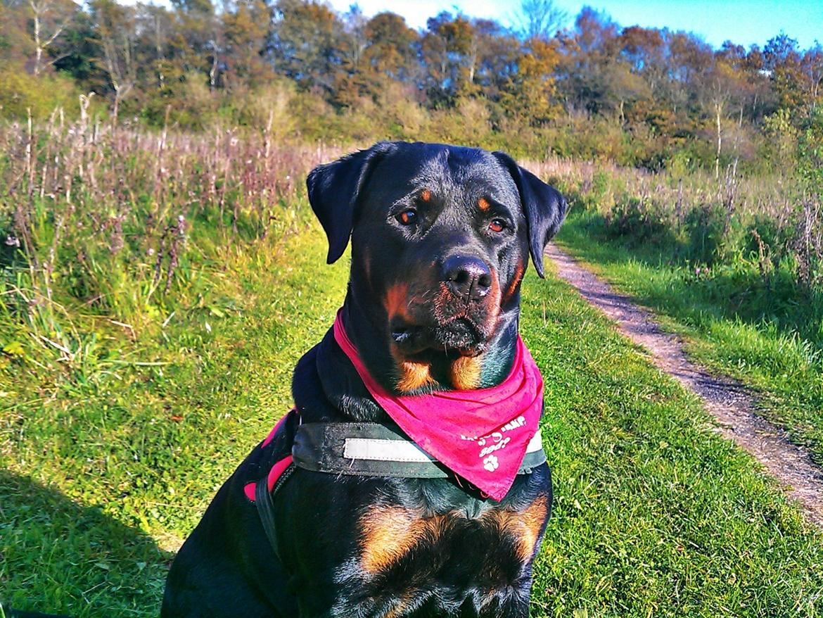 Rottweiler Dixie billede 1