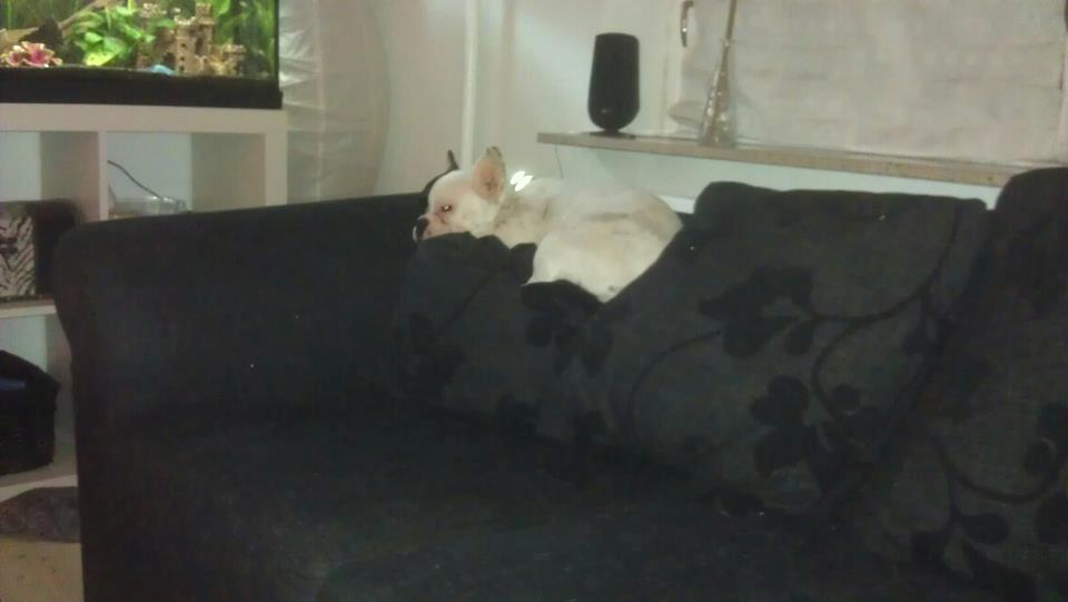 Fransk bulldog * Snuggi * billede 5