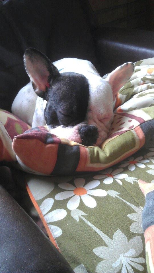 Fransk bulldog * Snuggi * - Snuggi ude i sommerhuset d. 06/04-12
10½ måned gammel.  billede 3