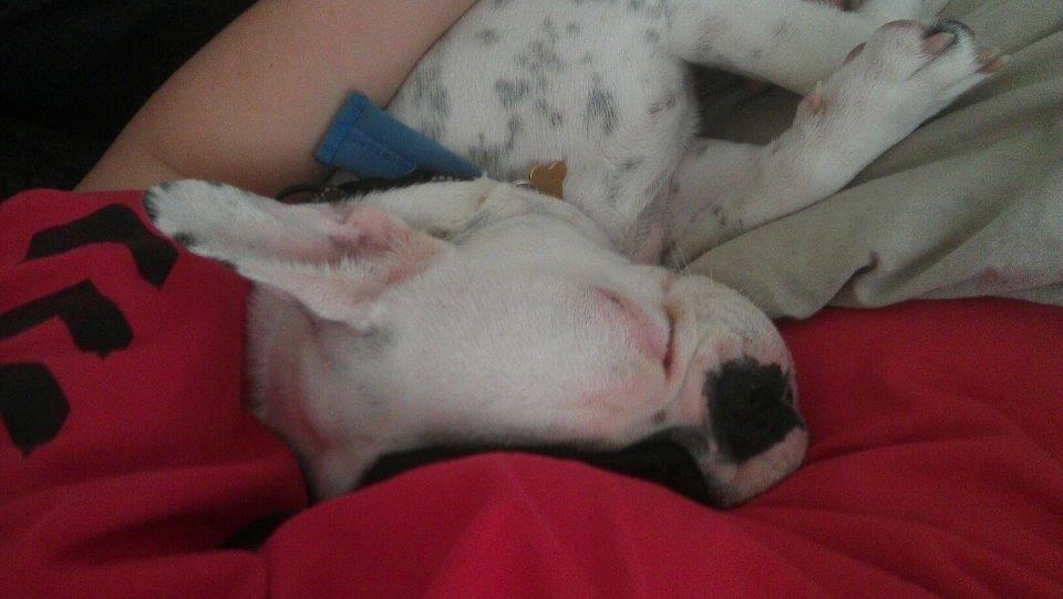 Fransk bulldog * Snuggi * billede 7