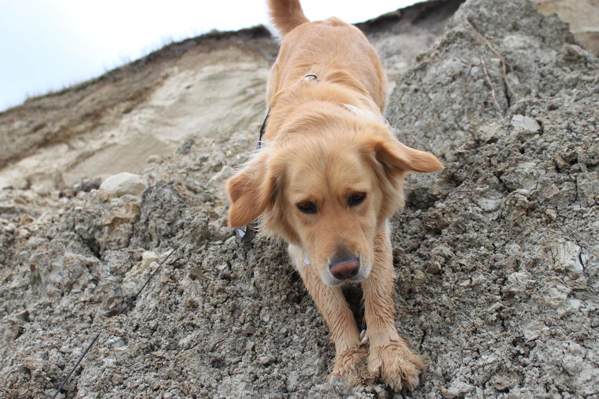 Golden retriever Sif billede 7