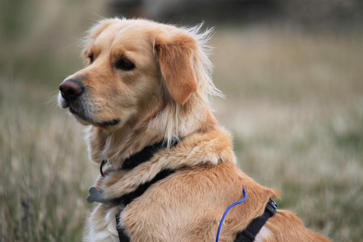 Golden retriever Sif billede 14