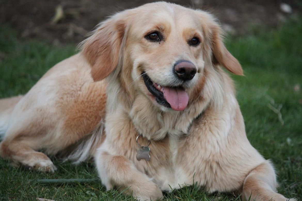 Golden retriever Sif billede 20