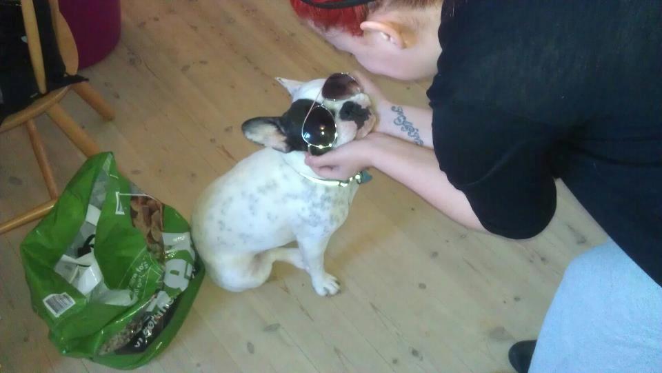 Fransk bulldog * Snuggi * - Sommer hottie ;) billede 6