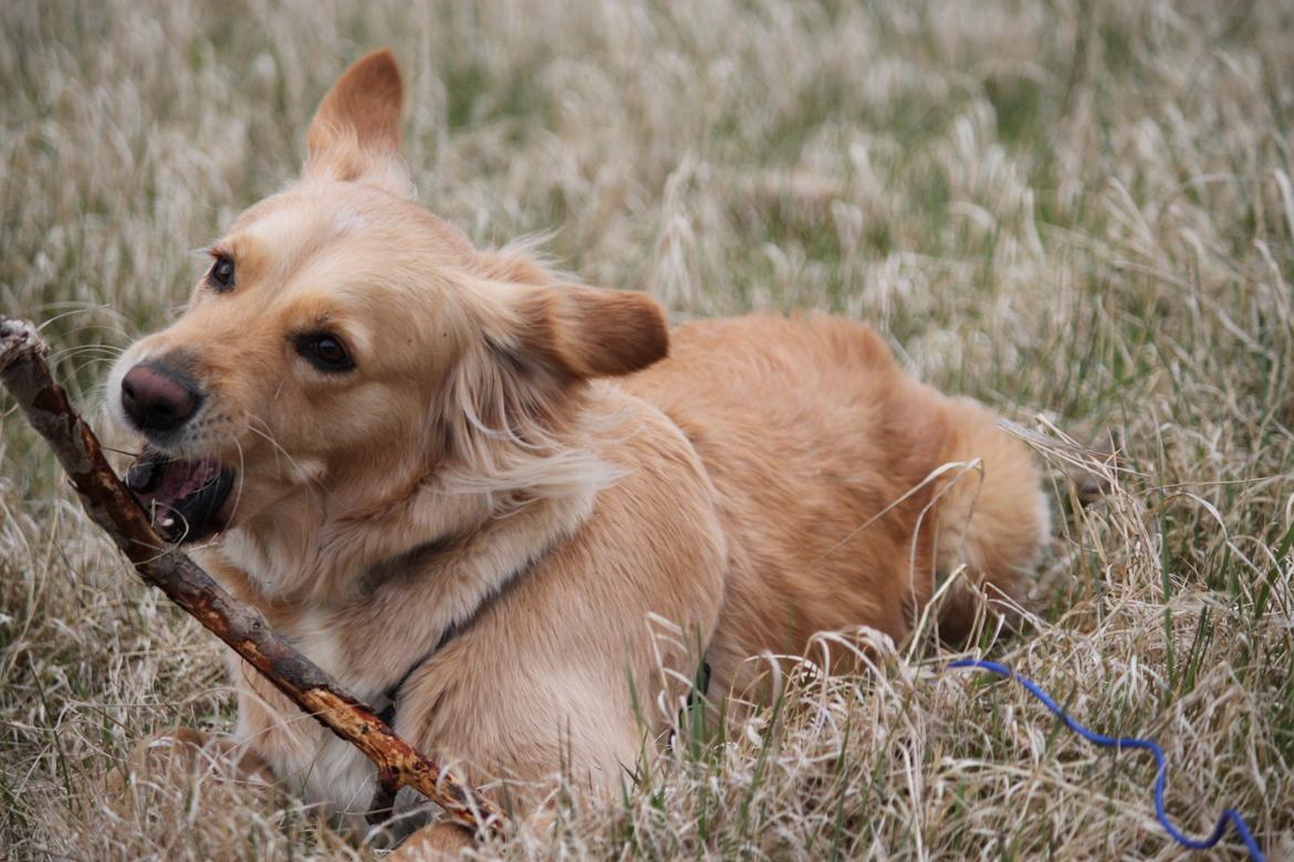 Golden retriever Sif billede 12