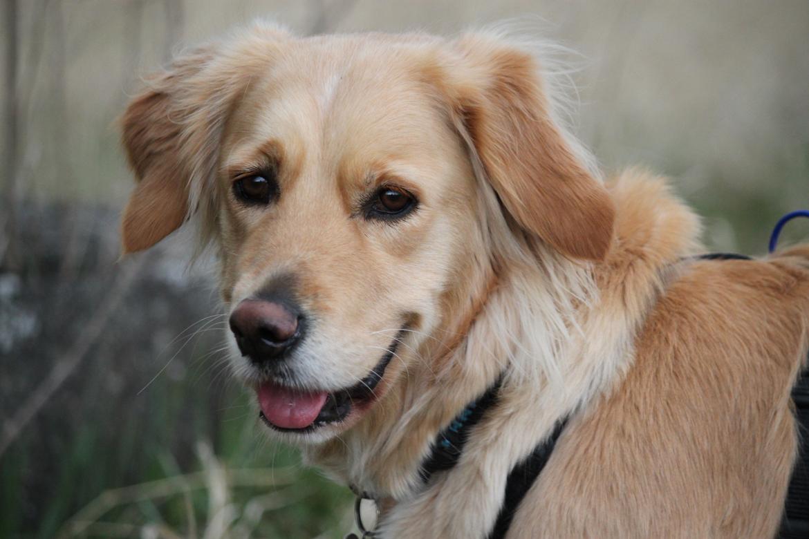 Golden retriever Sif billede 6