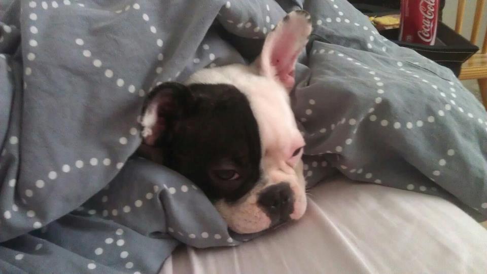 Fransk bulldog * Snuggi * - Puha, morgen træt :) billede 9