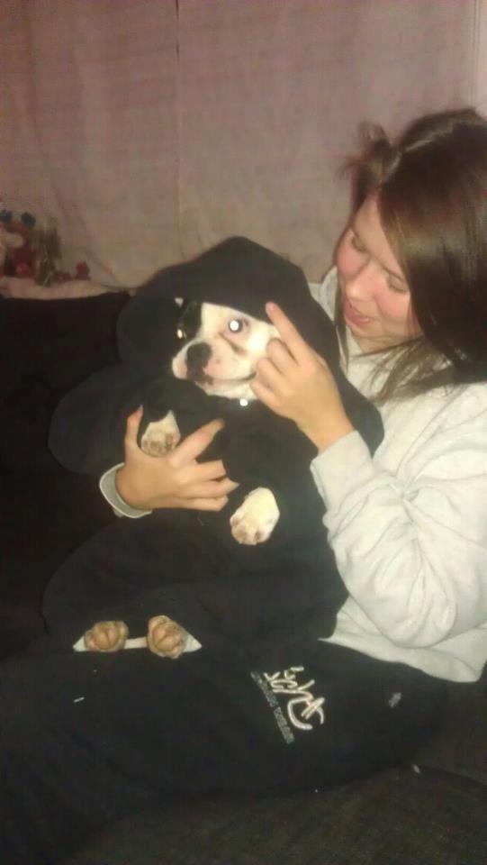 Fransk bulldog * Snuggi * billede 19