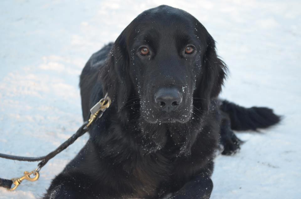 Hovawart Samson <3 - Vinter 2012 <3 billede 1