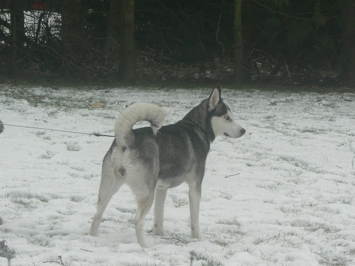 Siberian husky Tina billede 1