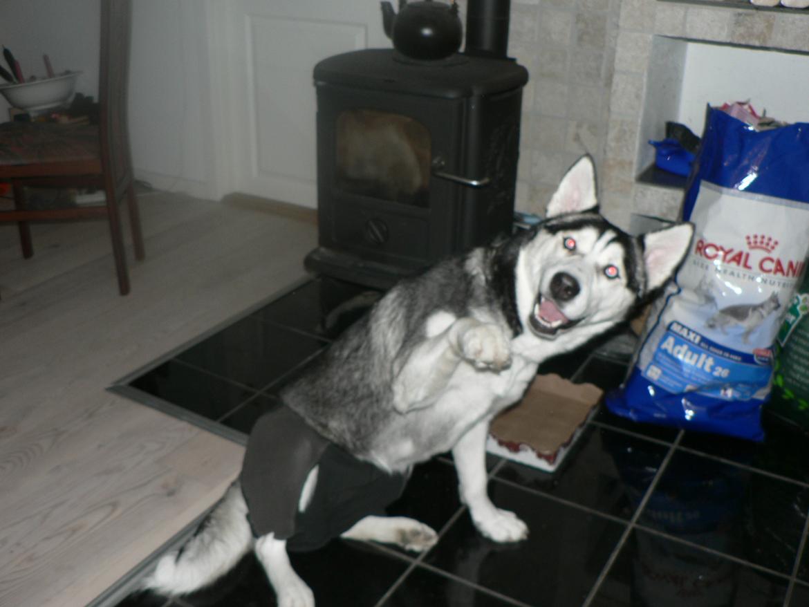 Siberian husky Tina billede 2