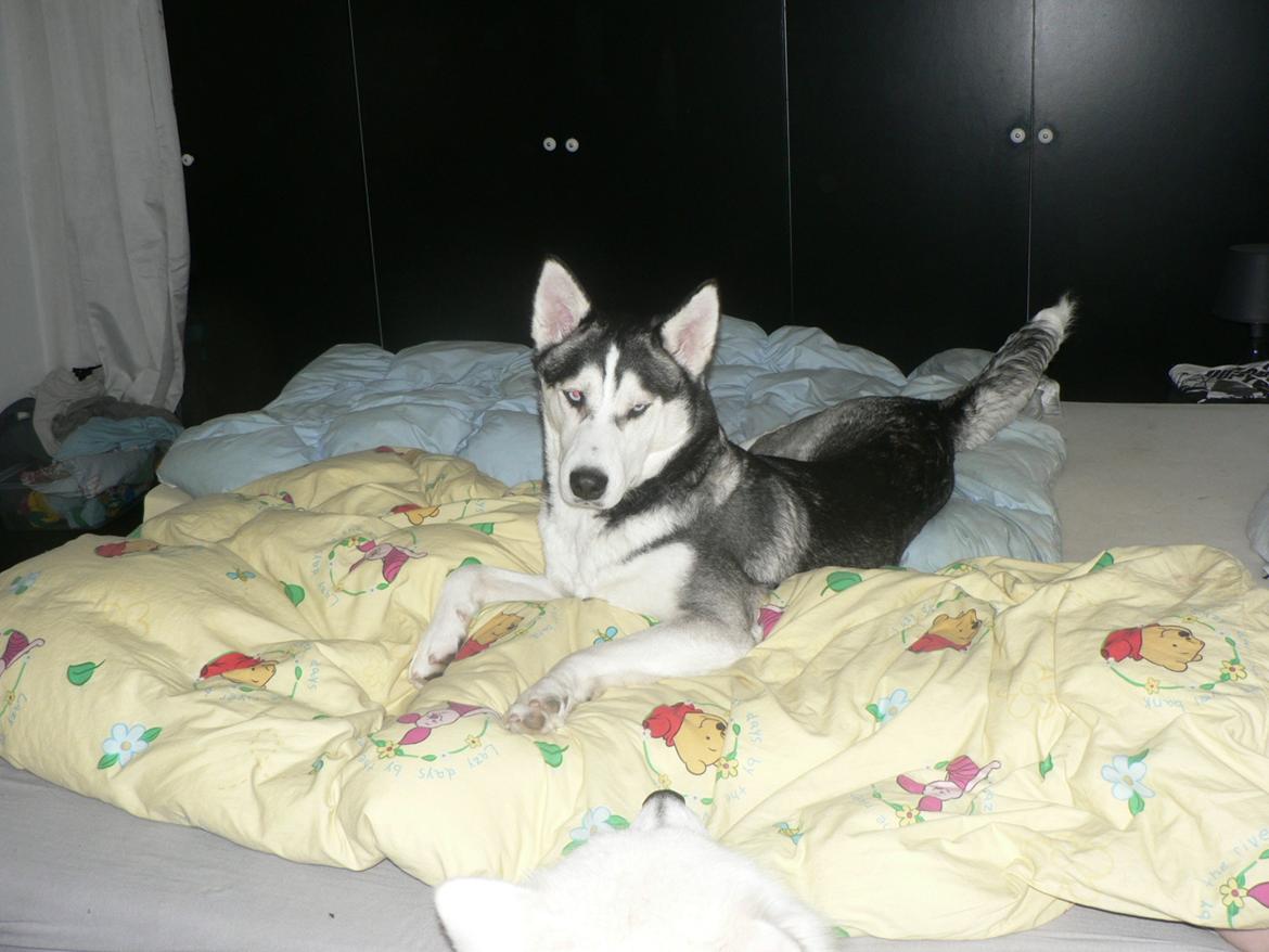 Siberian husky Tina billede 3