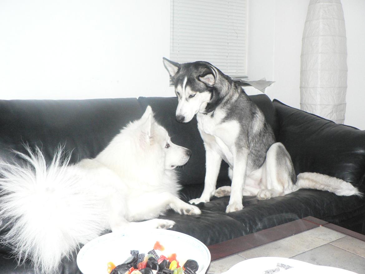 Siberian husky Tina billede 4