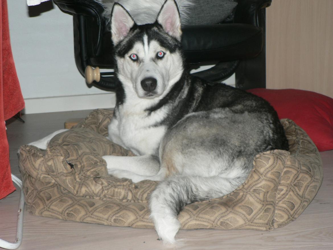Siberian husky Tina billede 5