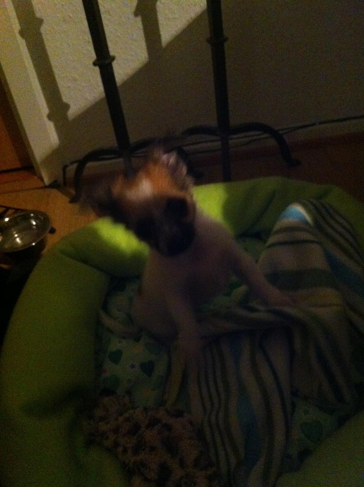 Chihuahua Sasja billede 1