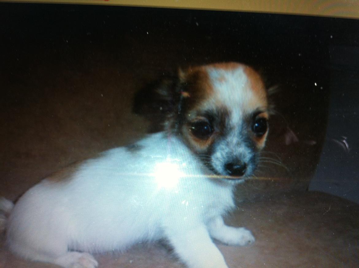 Chihuahua Sasja billede 2