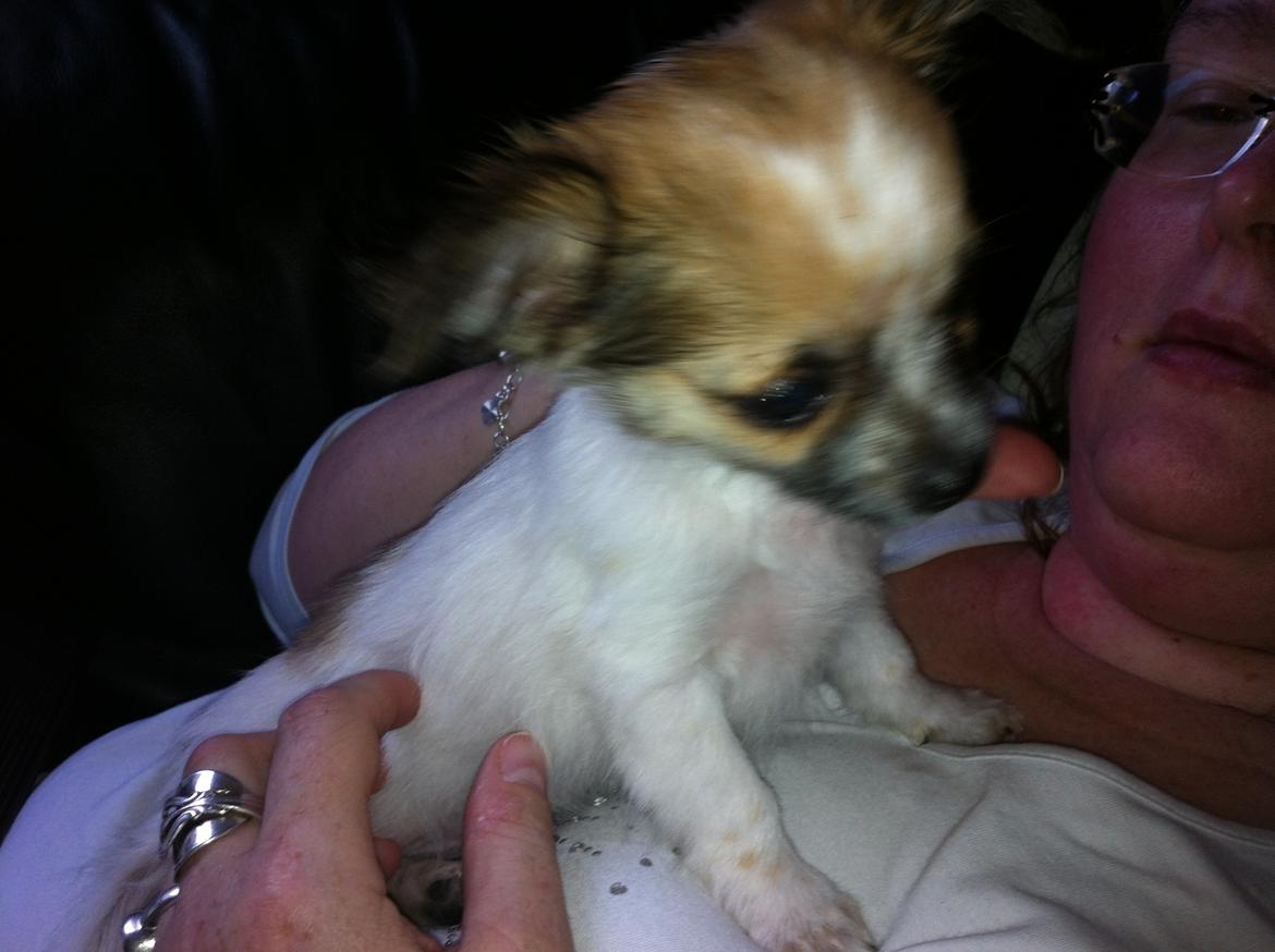 Chihuahua Sasja billede 3