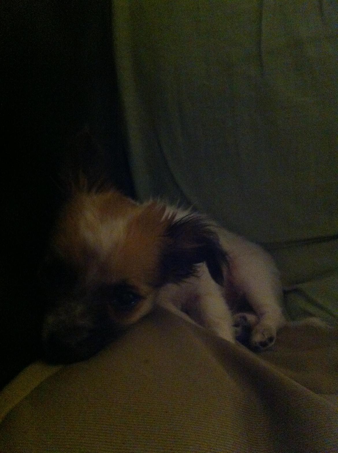 Chihuahua Sasja billede 4