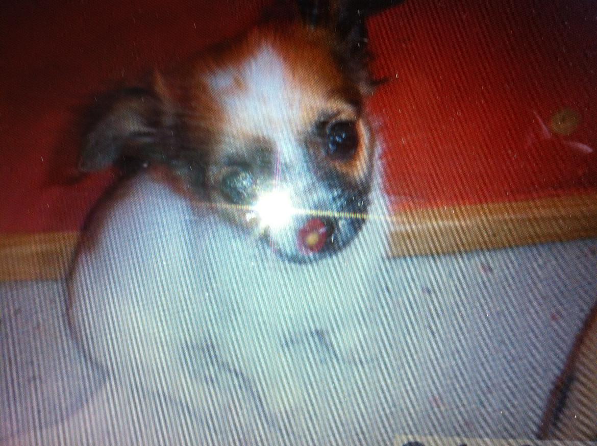 Chihuahua Sasja billede 5