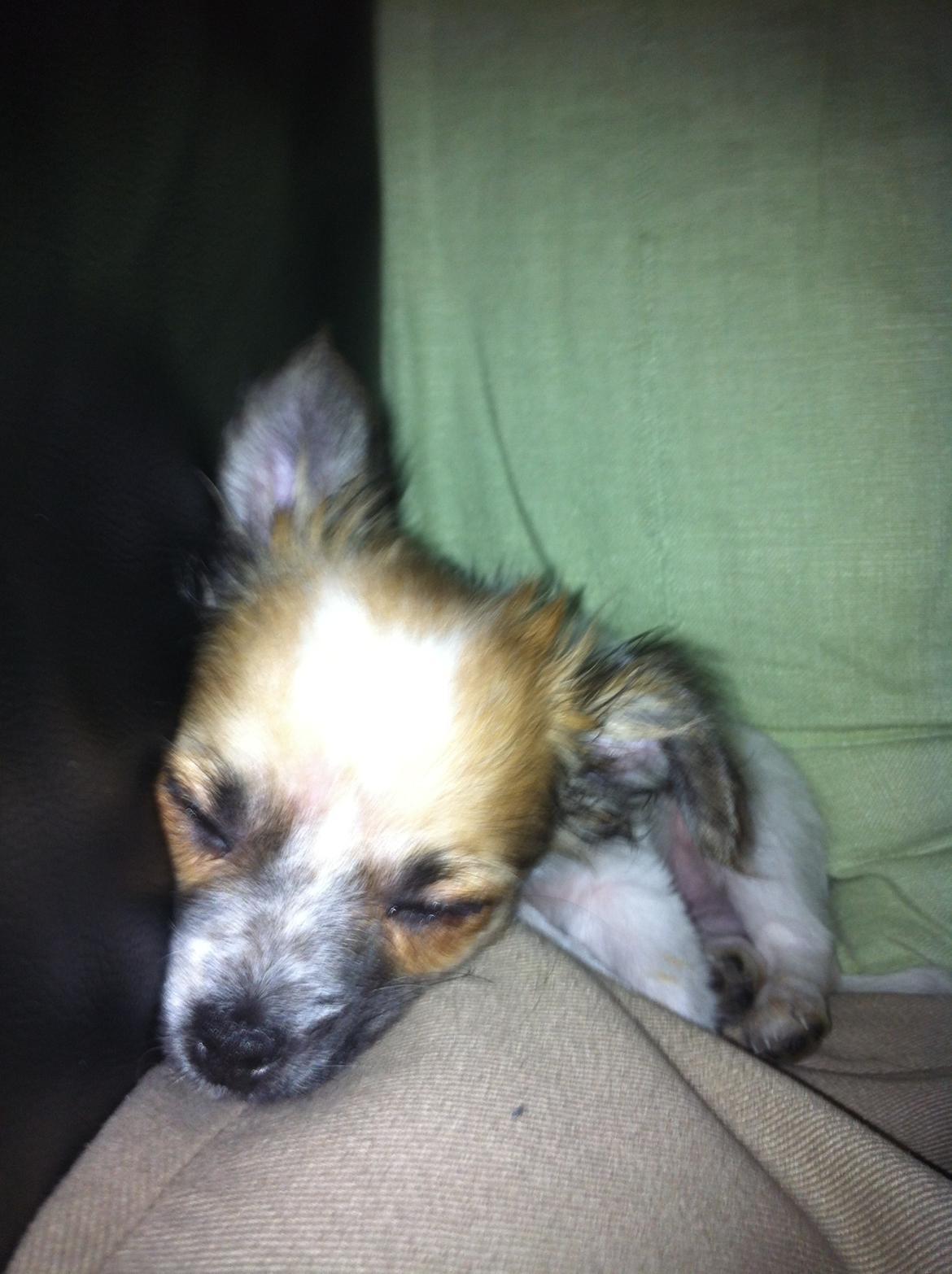 Chihuahua Sasja billede 6