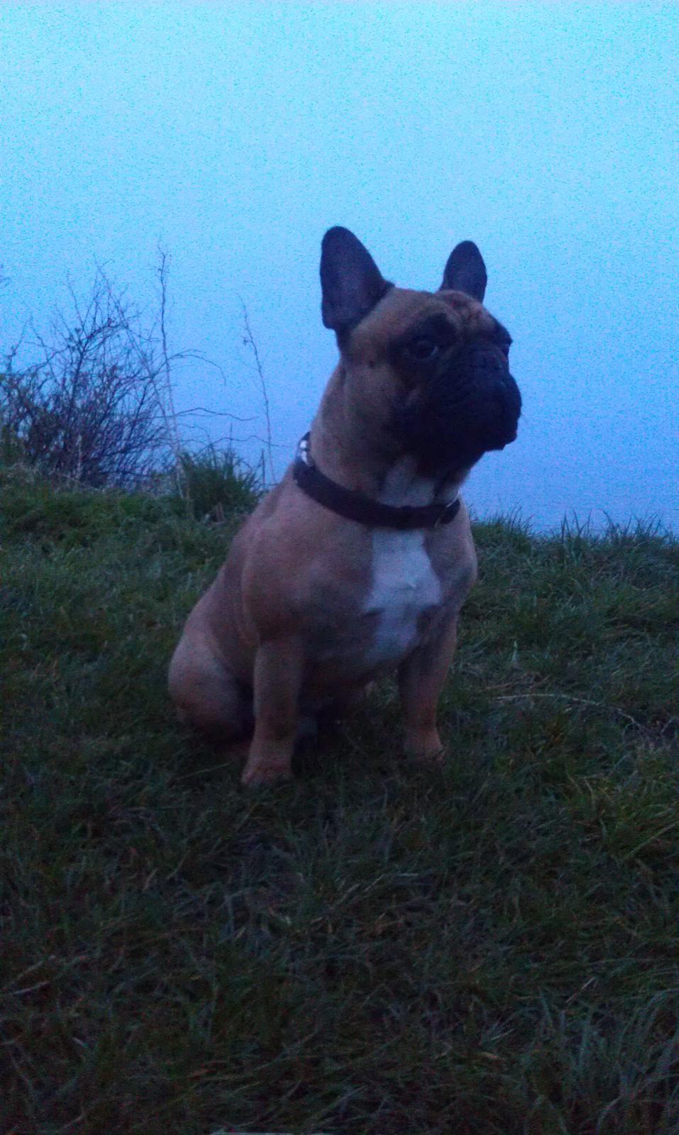 Fransk bulldog Bailey ( Buller) billede 5