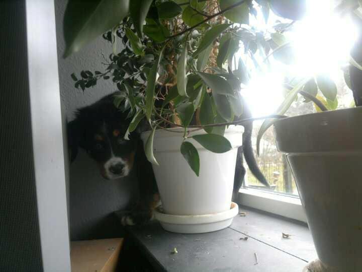 Berner sennenhund Bernerstuens Bimbette "Bimse"/ "Mulle" billede 5