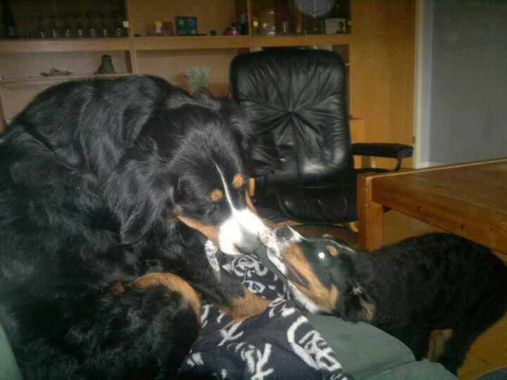 Berner sennenhund Bernerstuens Bimbette "Bimse"/ "Mulle" billede 6