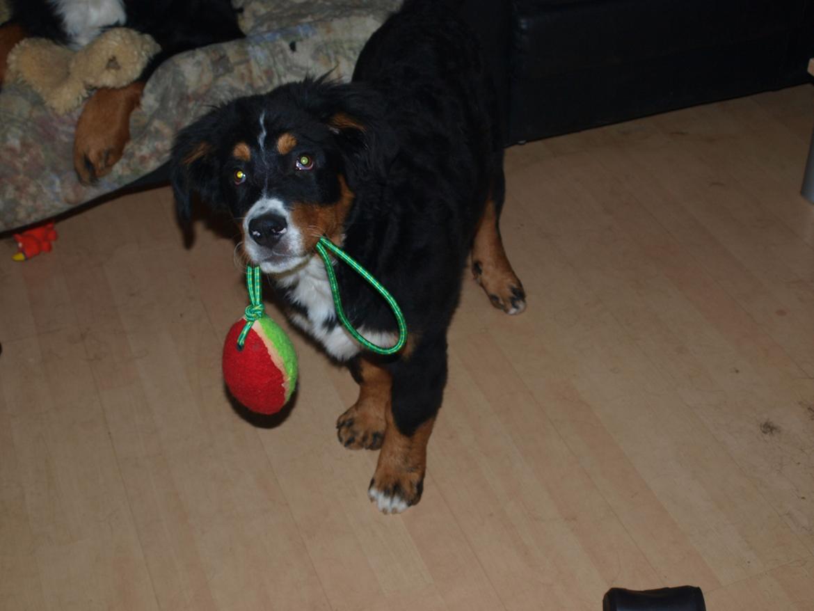 Berner sennenhund Bernerstuens Bimbette "Bimse"/ "Mulle" billede 7