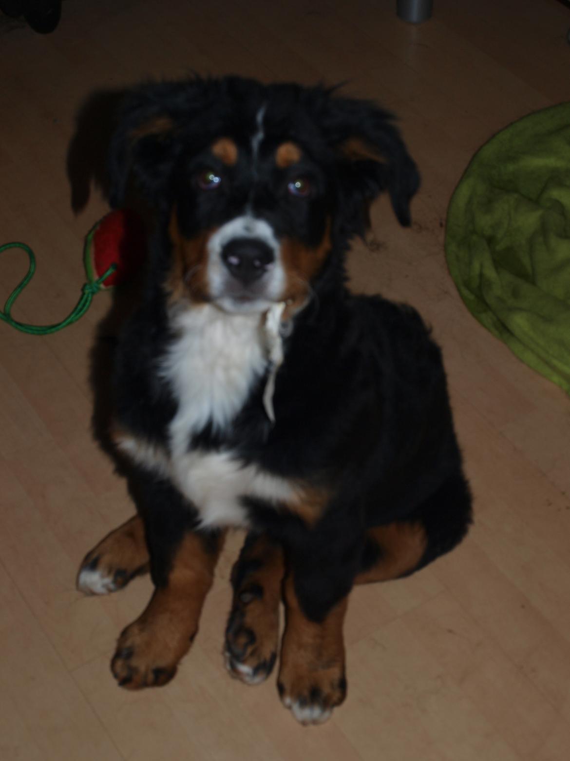 Berner sennenhund Bernerstuens Bimbette "Bimse"/ "Mulle" billede 8