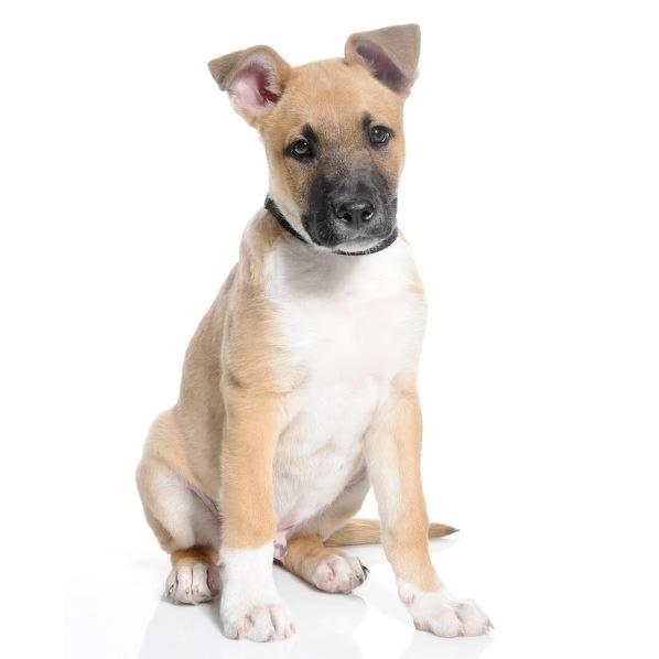 Blanding af racer oskar billede 6