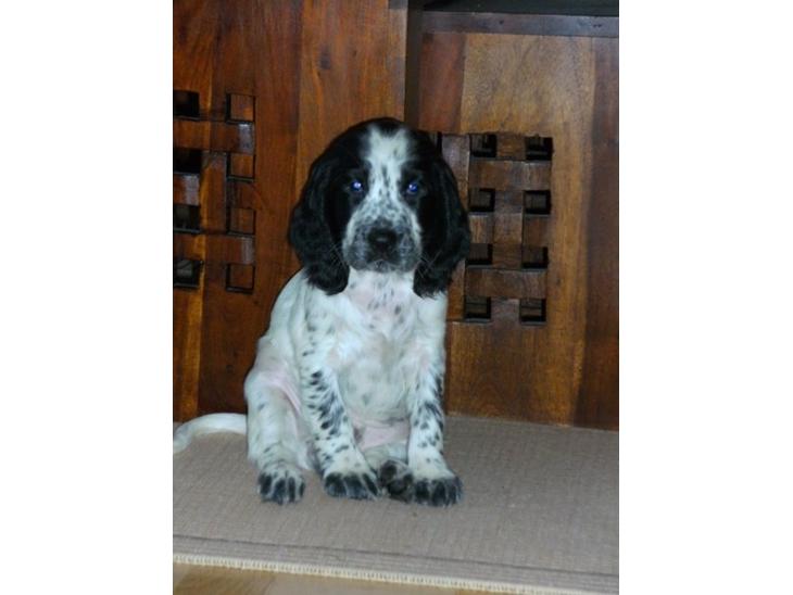 Cocker spaniel charlie - så sød som lille billede 2