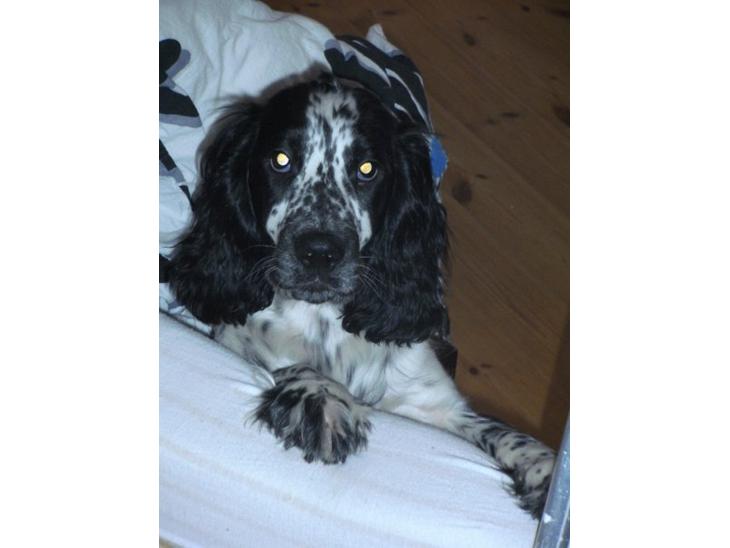 Cocker spaniel charlie billede 1