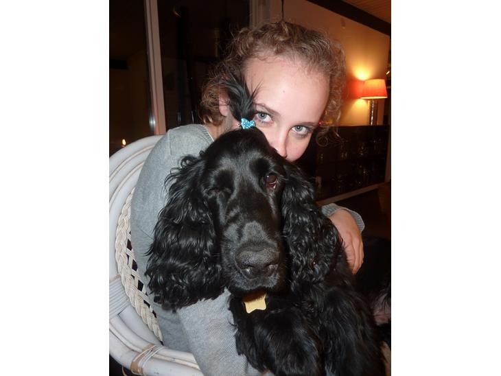 Cocker spaniel Carlo - Jeg giver store kraaam :) billede 1